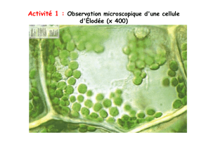 Activité 1 : Observation microscopique d`une cellule d`Élodée
