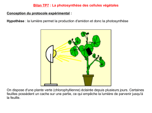 Bilan TP7 : La photosynthèse des cellules végétales Conception du