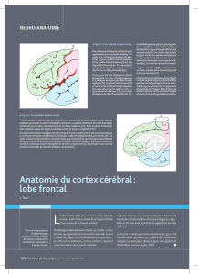 Anatomie du cortex cérébral : lobe frontal