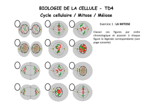 BIOLOGIE DE LA CELLULE - TD4 Cycle cellulaire / Mitose / Méiose