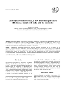 Laubierpholoe indooceanica, a new interstitial polychaete