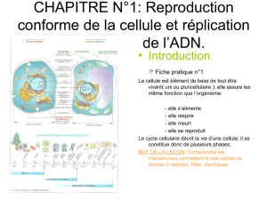 CHAPITRE N°1: Reproduction conforme de la cellule et réplication