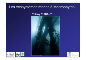 Les écosystèmes marins à Macrophytes