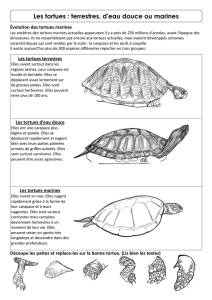 Les tortues : terrestres, d`eau douce ou marines