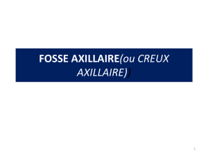 FOSSE AXILLAIRE