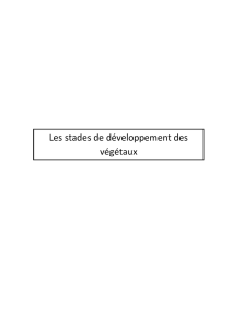 Les stades de développement des végétaux