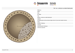 Sch ma : embryon au stade blastocyste - Serimedis