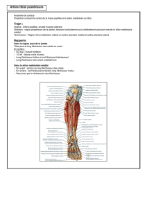 Artère Tibial Postérieur