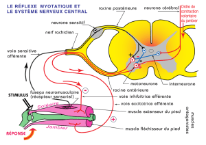 neurone cérébral racine postérieure neurone sensitif - Jpb