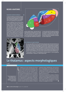 Le thalamus : aspects morphologiques