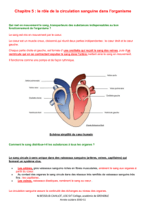 Chapitre 5 : le rôle de la circulation sanguine dans l`organisme