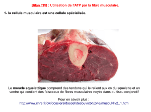 Bilan TP8 : Utilisation de l`ATP par la fibre musculaire. 1