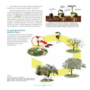 Le cycle de vie d`une plante à fleurs