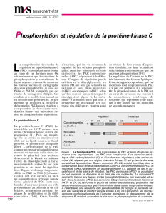 Phosphorylation et régulation de la protéine-kinase C - iPubli
