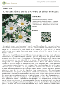 Chrysanthème Etoile d`Anvers et Silver Princess - Graines