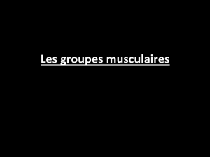 Les groupes musculaires