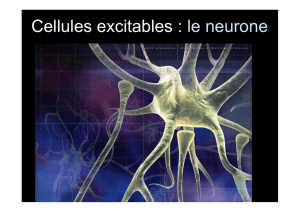 7.UE 2.1_cellules excitables_ neurone2016