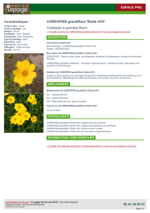 COREOPSIS grandiflora `Etoile d`Or` Coréopsis à grandes fleurs