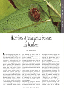 Acariens et insectes du bouleau / Insectes n° 112