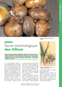 Les insectes des Allium / Insectes n° 134