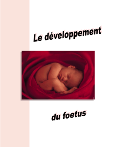 Le développement du foetus