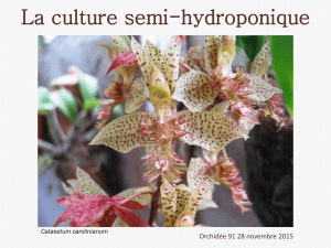 Catasetum - Orchidée 91