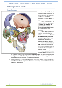 Osteologie cranio-faciale os maxillaire.. - E