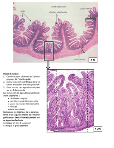 L`intestin grêle observé au microscope X 25 X 200