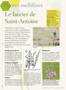 Laurier de St-Antoine