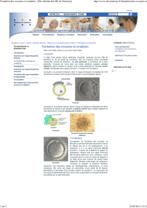 Formation des ovocytes et ovulation - [Site