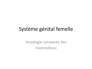 Systeme genital femelle compare