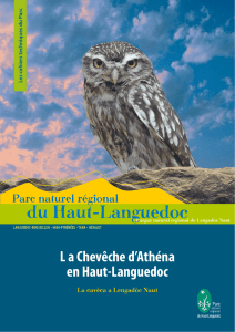 L a Chevêche d`Athéna en Haut-Languedoc