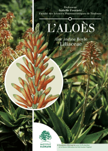 L`Aloes