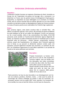 Ambroisie (Ambrosia artemisiifolia)
