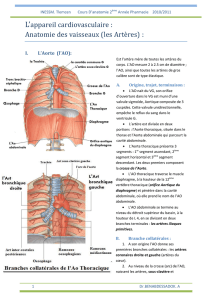 Lsappareil cardiovasculaire : Anatomie des vaisseaux - E