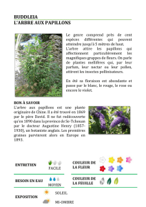 BUDDLEIA L`ARBRE AUX PAPILLONS