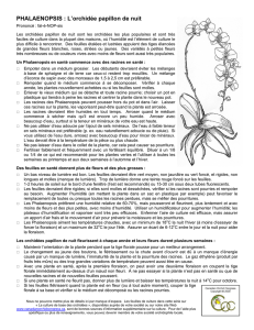 PHALAENOPSIS : L`orchidée papillon de nuit