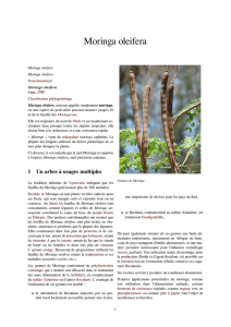 Moringa oleifera - doc-developpement