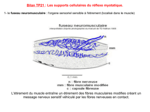 Bilan TP21 : Les supports cellulaires du réflexe myotatique. L