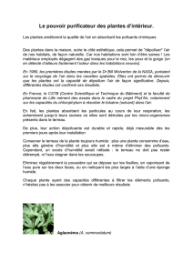 Le pouvoir purificateur des plantes d`intérieur.