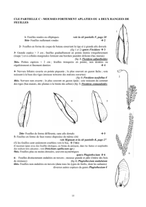 cle partielle c - mousses fortement aplaties ou a deux rangees de