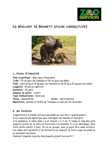 le wallaby de bennett (fiche corrective)
