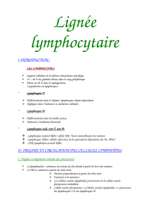 La lignée lymphocytaire