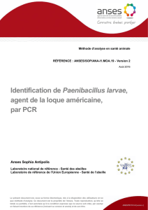 Identification de Paenibacillus larvae, agent de la loque