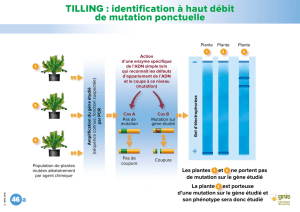 TILLING : identification à haut débit de mutation ponctuelle