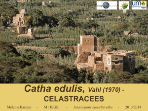 Catha edulis, Vahl (1970)