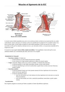 Articulation Sterno Claviculaire