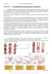 Document 1 : Les phénomènes mécaniques de la digestion.