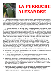 la perruche alexandre - Bec