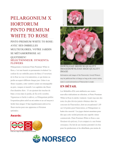 pelargonium x hortorum pinto premium white to rose